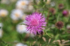 IMG_3783_Low Res