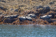 Seals off Morte Point
