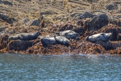 Seals off Morte Point