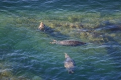 Seals Off Morte Point
